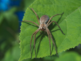 Spider Pisaura mirabilis sitting on a green leaf