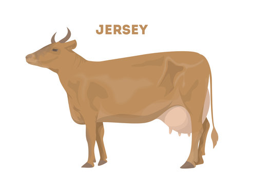 Isolated jersey cow.