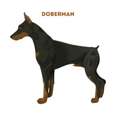 Isolated doberman dog.
