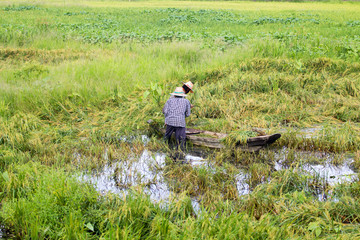 Rice fields flooded after heavy rain