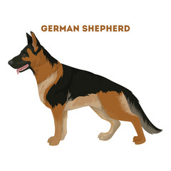 Fototapeta na wymiar German shepherd dog.
