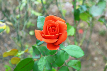 orange bud rose at the botanic garden of Greece 