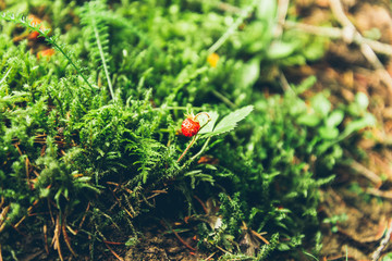 Wild strawberries macro