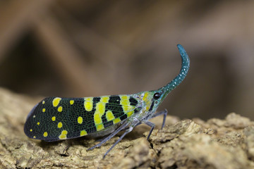 Image of Pyrops viridirostris (Westwood, 1848) on nature background. Insect Animal