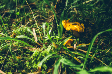 Chanterelles in the forest