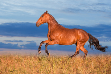 Bay horse runs on the grass on the sky background