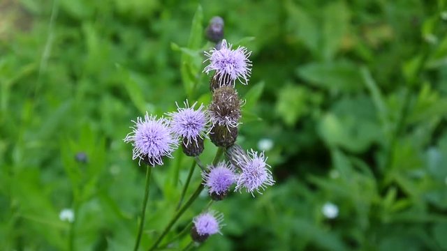 Creeping thistle or pink sow-thistle. Bloosoming Cirsium arvense close up video footage