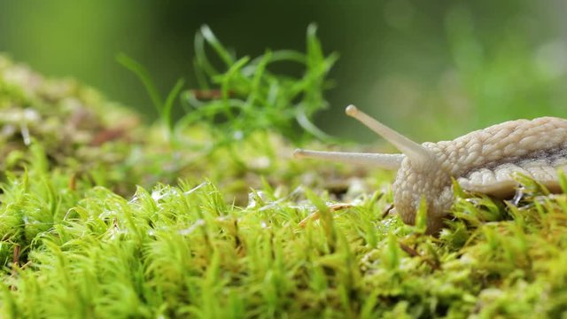 Helix pomatia also Roman snail, Burgundy snail