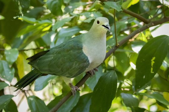 Image of bird (Green Imperial Pigeon.,Ducula aenea) on nature background.  Animals.