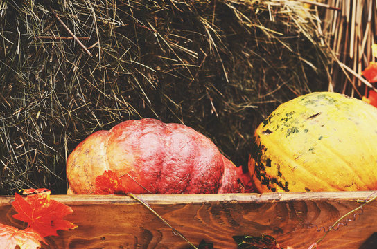 Decoration in farmhouse style with colorful pumpkins and hay