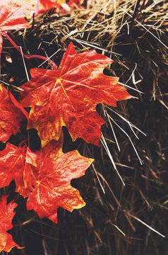Decoration with red maple leaves and hay