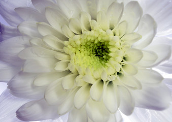 Fototapeta premium Close up of white chrysanthemum flower