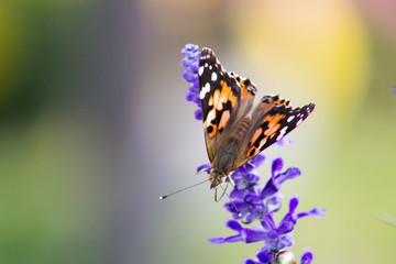 Beauty