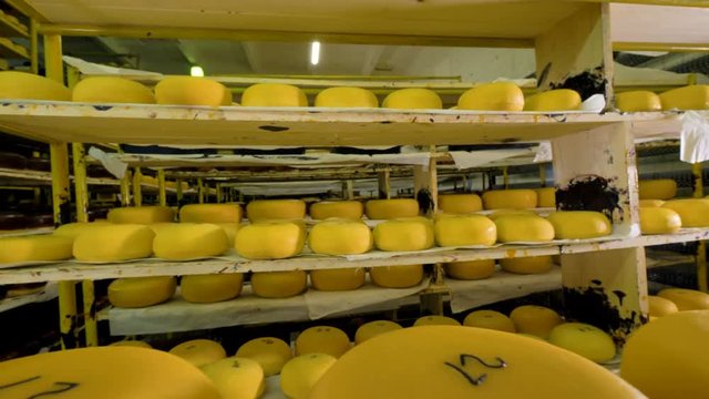 Huge quantity of cheese being stored at cheese plant.