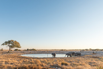 Herd of African Elephants at a waterhole at sunset