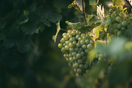 Weintrauben in den Weinbergen des Saale-Unstrut-Gebiets