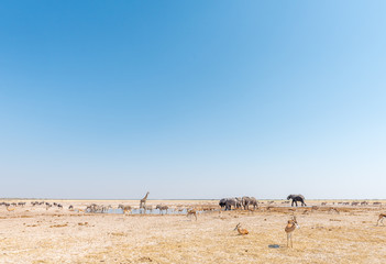 Elephant, giraffe, Burchells zebras, springbok, blue wildebeest at a waterhole