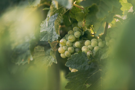 Weintrauben in den Weinbergen des Saale-Unstrut-Gebiets