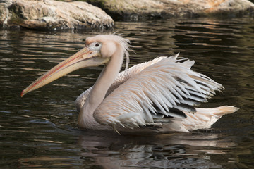 Pelican
