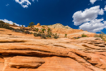 Fototapeta premium Autumn scenery in Zion National Park, with red sandstone rocks