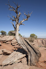 Dead tree desert