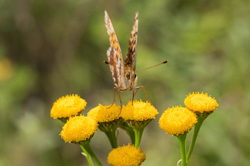 Butterfly on celandine flowers