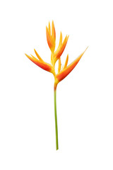 Bird of Paradise flower isolated on white with clipping path