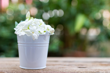 Fresh jasmine in mini white pot on wooden desk with nature background,soft focus