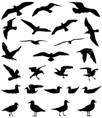 Fototapeta premium Silhouettes of gulls flying and floating on water