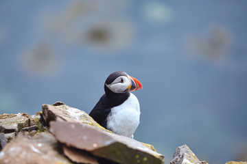Puffin on the rocks at latrabjarg Iceland on a sunny day, Iceland, West Fjords.