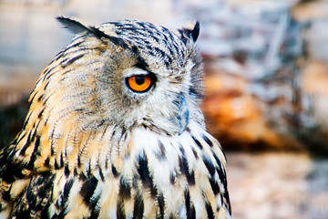 European Eagle Owl