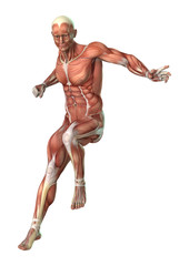 3D Rendering Male Figure Muscle Maps on White