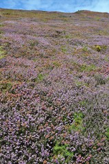 Bruyère fleurie sur une falaise de Bretagne