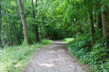 The walkway that goes into the forest.