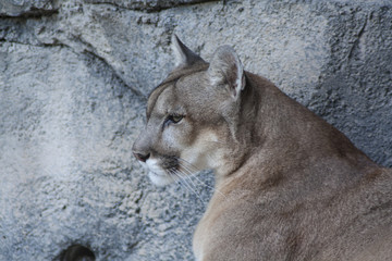 Naklejka premium Lynx, cap.