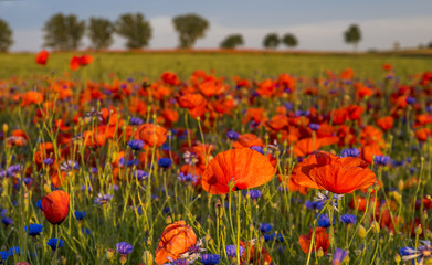 Field of red poppies