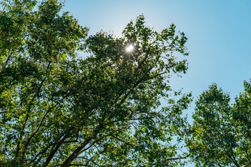 tree roof with little lens flare