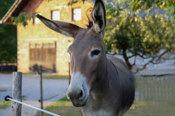 Farm / Donkey