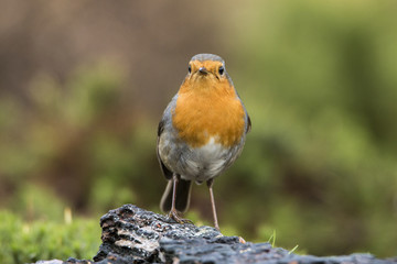 Robin