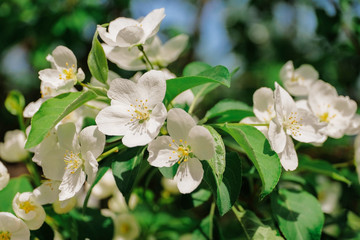 Close up a branch of a blossoming apple tree against a green bokeh background. Space for text. Summer and spring trend in fashion.