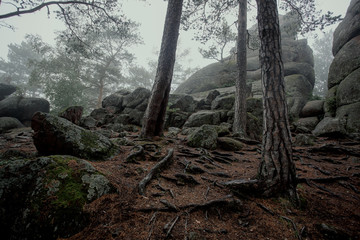 Tree with big twisted roots in dark forest with fog