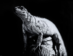 lézard