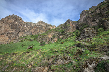 Fototapeta na wymiar Cows graze on slopes of Alpine mountains. Beautiful georgian landscape