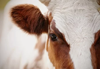Acrylic prints Cow Big beautiful cow eye, close-up.