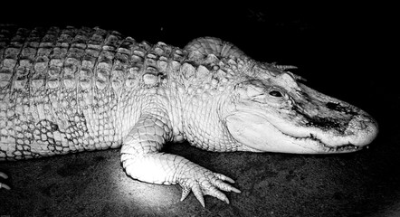 alligator albinos - obrazy, fototapety, plakaty