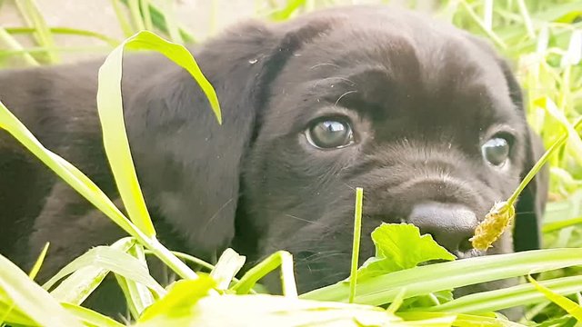Baby Cane corso Italian breed portrait at a park.