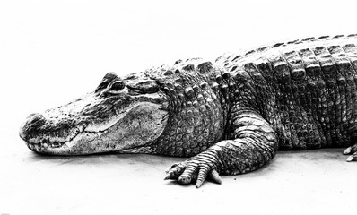 alligator au repos