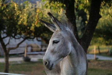 Farm / Donkey