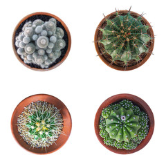 Cactus plant in clay pot top view collection isolated on white background, clipping path included.