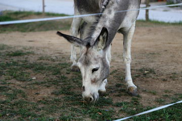 Farm / Donkey